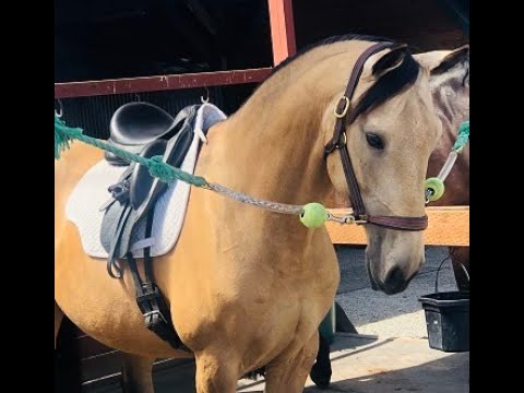 SOLD~Codigo ~ 3/4th level Lusitano/Westpahlian cross! 2nd ride!