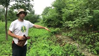 Key pruning technique for any woody plant