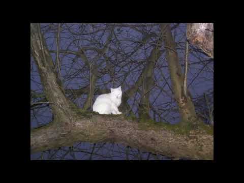 [free for profit] post punk + alternative gothic rock type beat - "people pleaser"