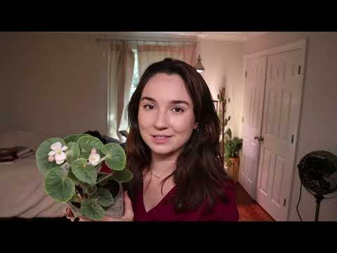 Tomentosa "Wooly" Begonia 6 month review