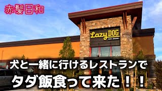 【ラスベガス】犬と一緒に行けるレストランでタダ飯食って来た！！【Lazy Dog】