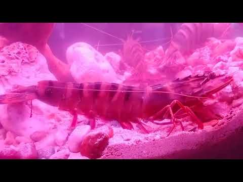 Giant Tiger Shrimp, Penaeus monodon