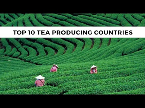 download lagu mp3 mp4 Major Tea Growing Countries, download lagu Major Tea Growing Countries gratis, unduh video klip Major Tea Growing Countries