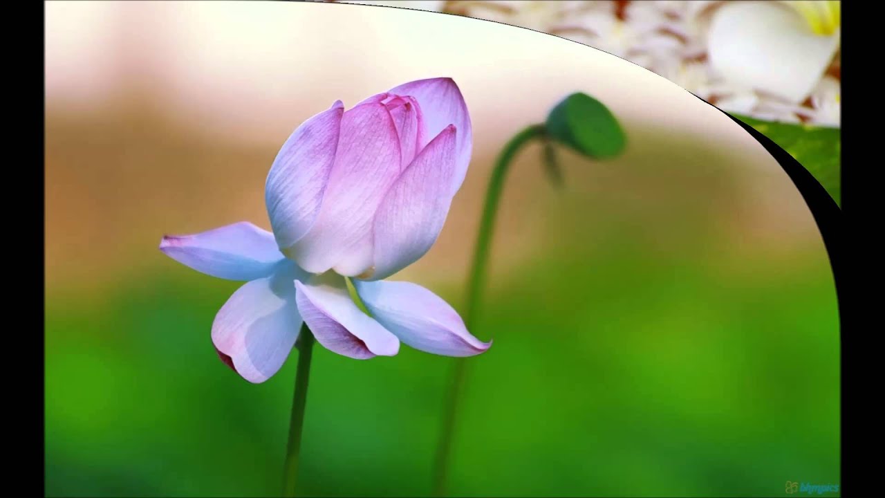 Lag Ja Gale Lyrics  | Diler Hasina | Manju, Bhagwan | Jaani Babu Qawwal | Iqbal