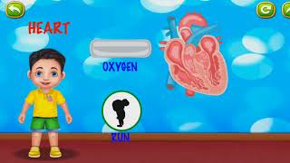 The Human Body for Kids | Heart for children | Educational cartoons