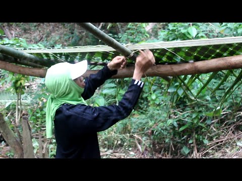 download lagu mp3 mp4 Palm Shelter, download lagu Palm Shelter gratis, unduh video klip Palm Shelter