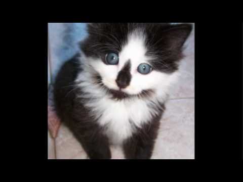 Toddlers & Tiaras Liana, Cat Tricks