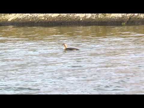 Birding Slovakia - Gavia arctica - Potáplica stredná