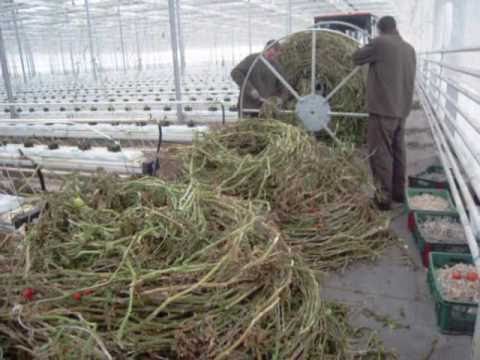 A winder for greenhouse tomato loops