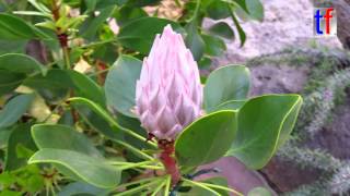 preview picture of video 'Proteaceae / Königs-Protee / Protea Cynaroides, South Africa, Wilhelma Stuttgart, Germany, 2015.'