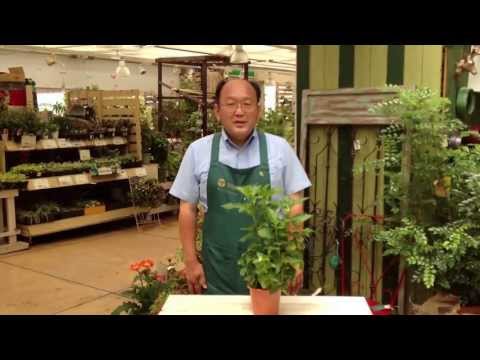 ホオズキの越冬はこうなる 植物