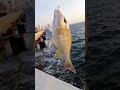 Silver Snapperfish 1fresh Catch Shortsvideo Viral Trending