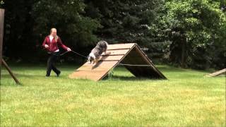 Stella (Australian Shepherd) Trained Dog Video Minneapolis