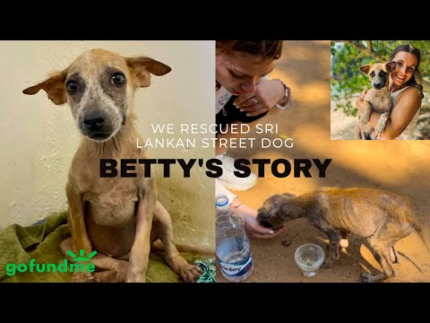 WE RESCUED A SRI LANKAN STREET DOG | BETTY'S STORY | WITH HELP FROM @whereslucie | GOFUNDME APPEAL