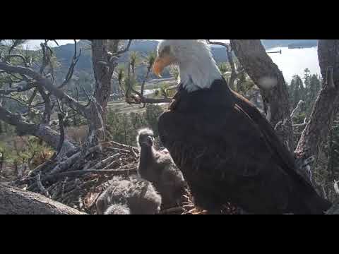 Big Bear Eagle Cam- WING FLAPS & BONKS !. COOKIE SIMBA. 5/9/19
