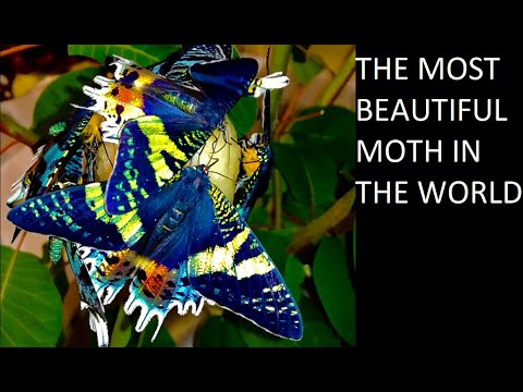 Video in primo piano della Urania ripheus, falena del Madagascar, in movimento con ali iridescenti dai colori dell’arcobaleno e colore strutturale naturale