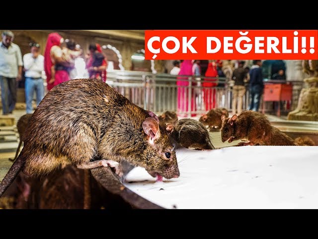 Wymowa wideo od fareler na Turecki