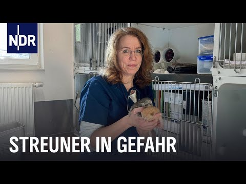 Video Thumbnail: Tierschützer im Einsatz für Straßenkatzen | Die Nordreportage | NDR Doku
