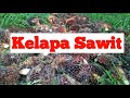 Kelapa Sawit Foto