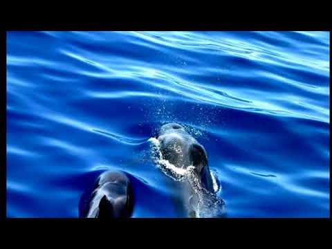 QLB, Zen, Holotrope Atemtechnik. Aktive, bewusste Meditation. Jeru Kabbal, neu von Detlef Springob