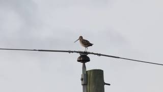 Wilson’s Snipe