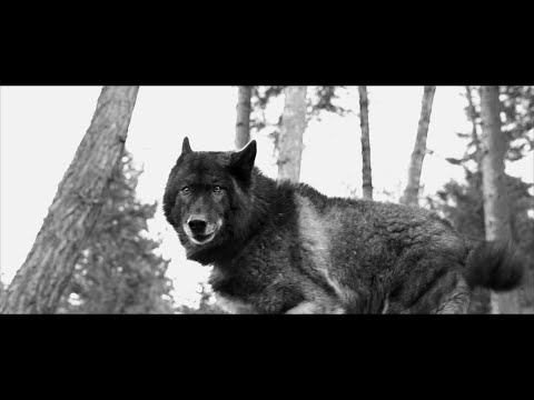 WolꟻxFloW - FLESHXFUR