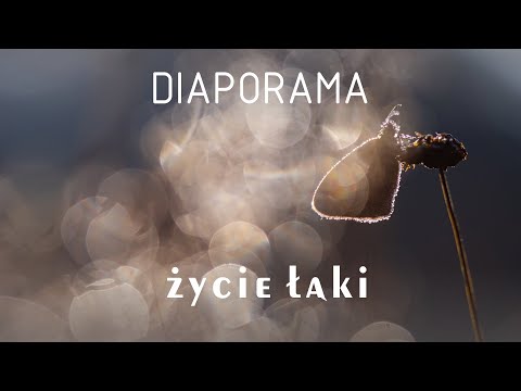 Diaporama // "Życie łąki"