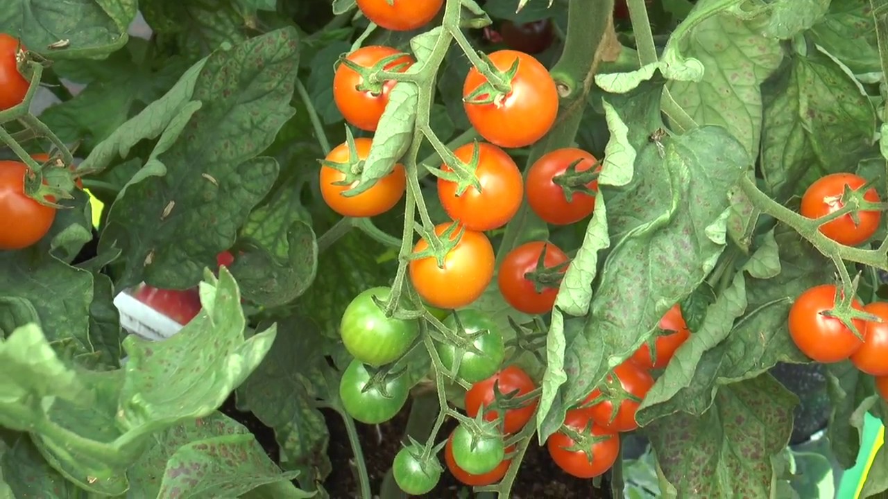 Tomato Production at Mr Fothergill