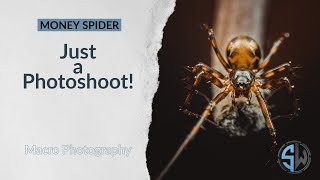 Just a Photoshoot - Money Spider Macro Photography!
