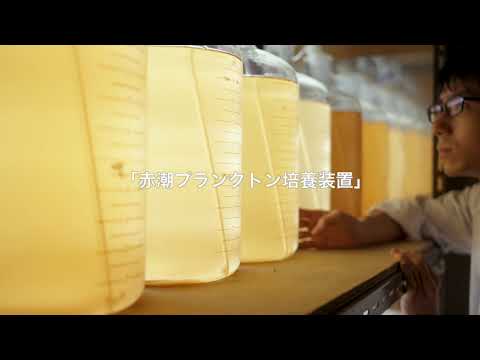 赤潮プランクトン／食品生命科学科
