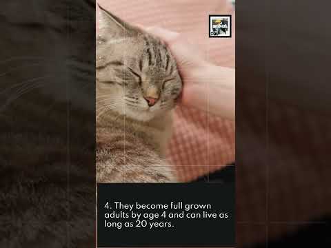 6 Quick American Shorthair Cat Facts - America's First and Finest Cat - Animal a Day #shorts