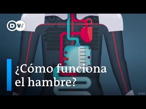 How does the feeling of hunger work?