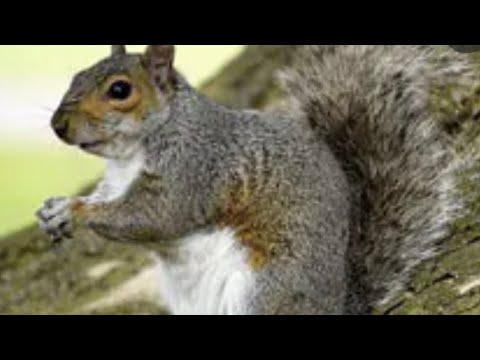 Squirrel tail crappie jig