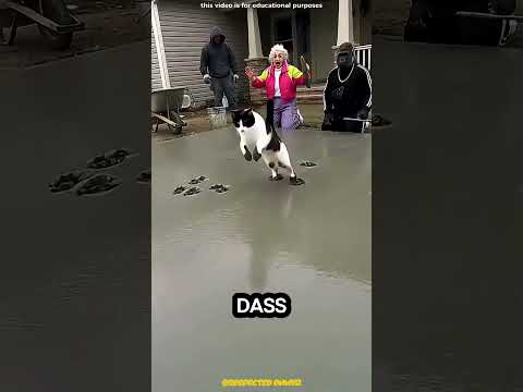 😨🐾 Sie dachte, es wäre Schlamm, aber ihre Pfoten blieben kleben!#viralshorts