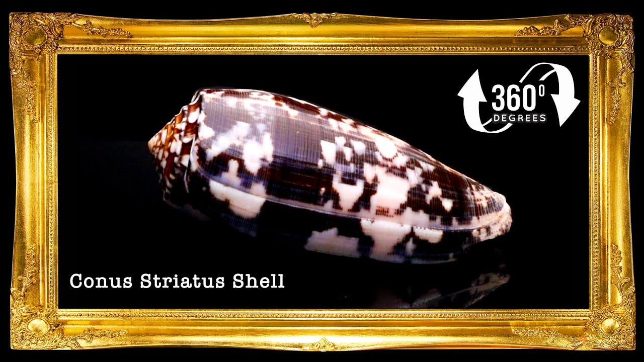 Conus Striatus | Striated Cone | 2.5 - 4 Inches