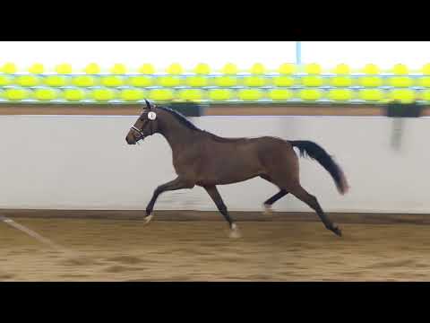 Freilaufwettbewerb Abt. Springen - Kat.Nr. 4 Wallach von Cachassini/N-Aldato