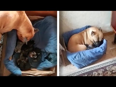Caring Dog Thinks She Is Kittens Mom // ADORABLE ANIMALS