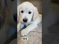 Golden Retriever dogs for sale: Marshmallow Cream - Video 1