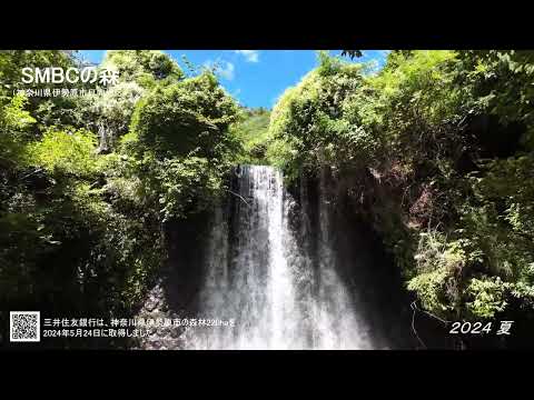 SMBCの森　新緑の夏