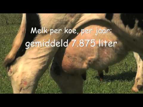 , title : 'Hoeveel melk geven onze koeien tegenwoordig?'