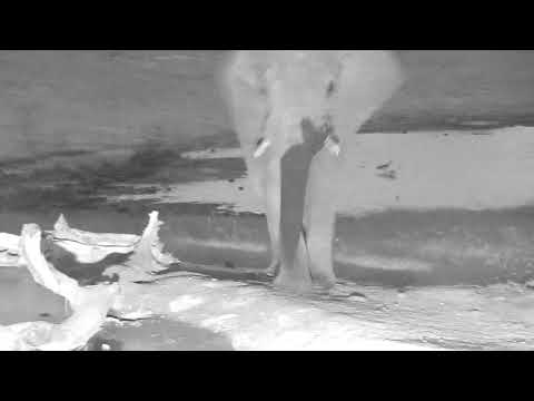 Djuma: Lone Elephant bull-Pt:1 - 04:50 - 01/20/19