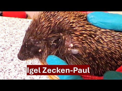 Hilfe für den von Zecken geplagten Igel Paul (25.03.2024), Nr. 168