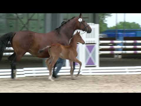 Zuther, Donier-Floresco-Weinberg