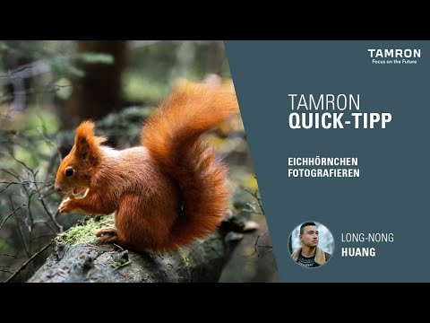 Wie fotografiere ich Eichhörnchen perfekt? – TAMRON Quick Tipps