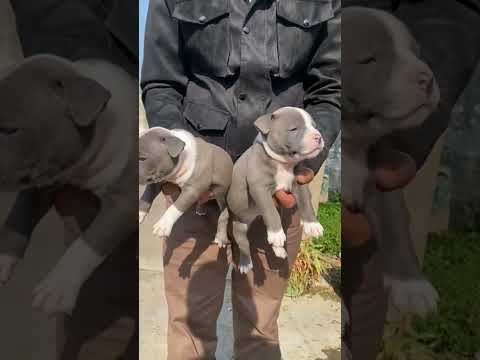 Ambully top quality 👌 puppy sale #pitbullfemale #pitbulllock #lowpricepitbull #desi #deepesh#pitbull