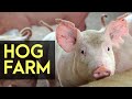 Hog Farm Backyard Hog Fattening FULL Version Agribusiness How It Works