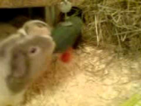 Dinner a la Charakterschwein