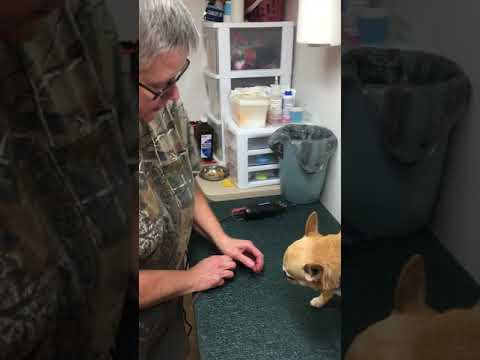 HOW TO USE A DREMEL ON A SMALL DOG’S NAILS