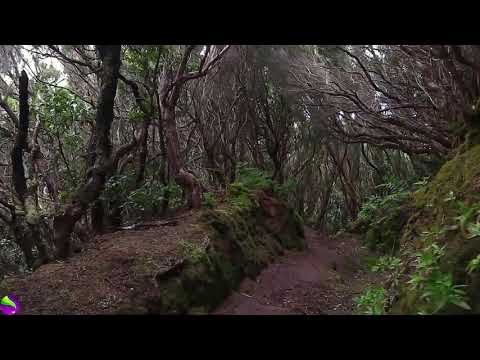 yt1s com   No Copyright Relaxing MusicRelaxing Jungle Sound With Birds Nature Meditation  Stress Rel