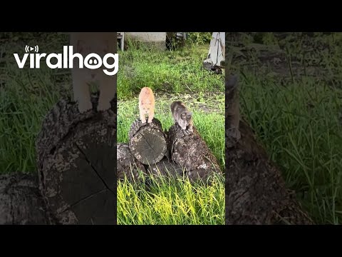 Cats Prepare for Battle With Mice || ViralHog